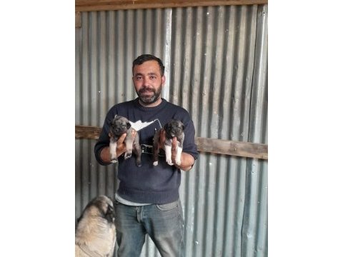 Kangal yavruları ve damızlık mevcut