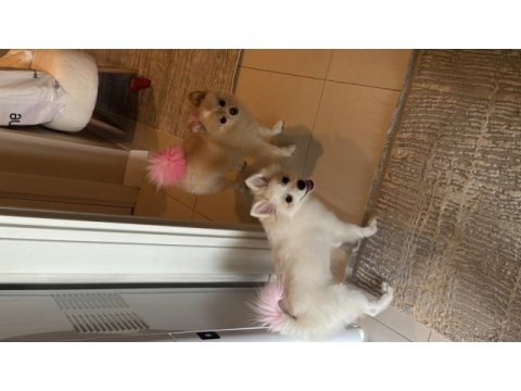 Pomeranian spitz beyaz oyuncu sevecen tanemim dişi 4 aylık