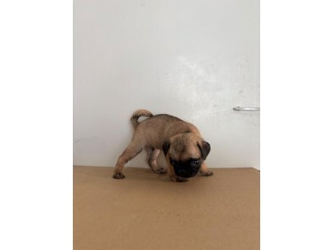 Garantili pug bebekler