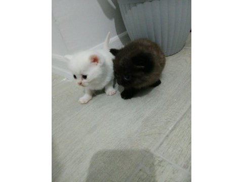 Son kalan erkek yavru british shorthair