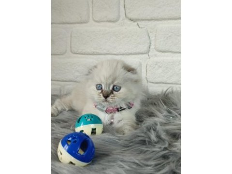 Mükemmel safkan scottish fold yavrularımız