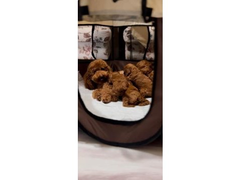 Toy poodle bebeklerimiz