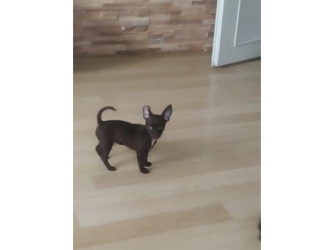 4 aylık erkek chihuahua