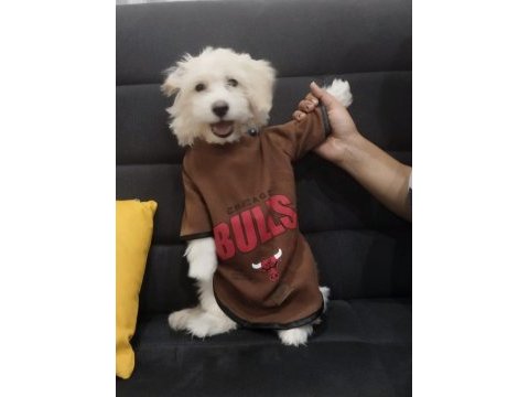 3 aylık maltipoo erkek casper köpeğimiz