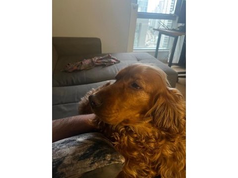 1.5 yaşında tam aşılı cocker spaniel