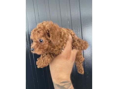 Irk sağlık ve kilo garantili kore poodle
