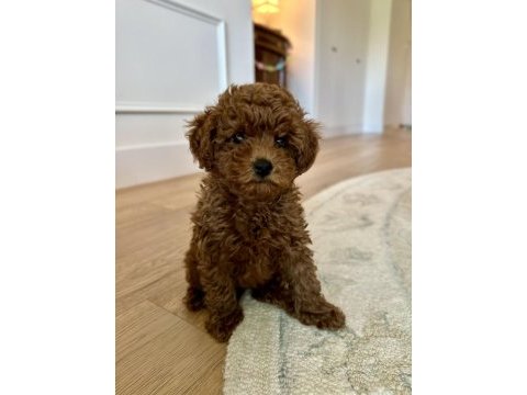 Toy poodle bebeklerimiz