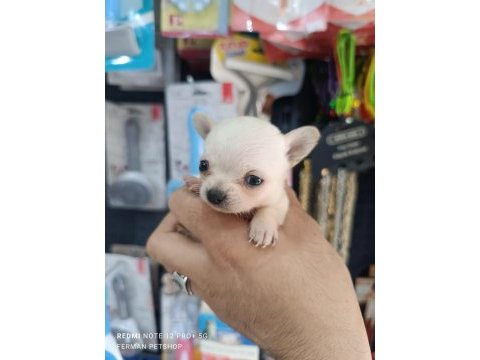 Maltese 5 şivava yavrularımız