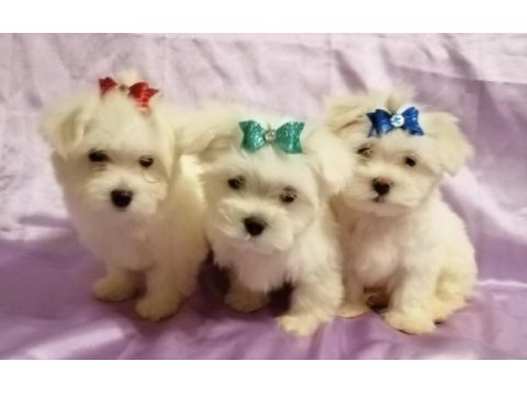 Ankaranın  en güzel maltese terrier yavruları