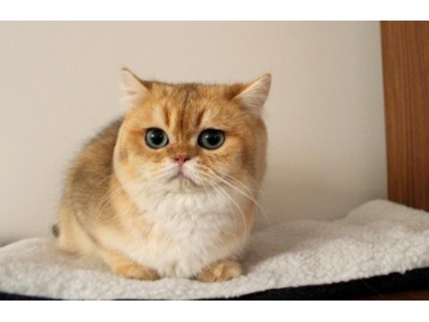 En güzel golden renk british shorthair yavru