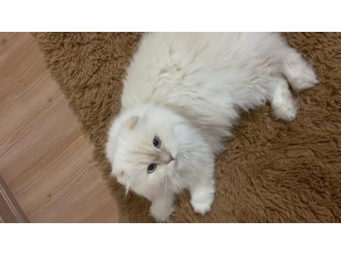 Cins scottish fold yavru