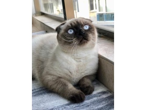 Scottish fold
