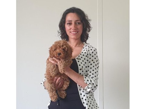 Fci scr li anne babadan poodle yavrularımız