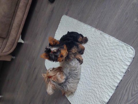 Saf kan teacup yorkshire terrier yavrumuz
