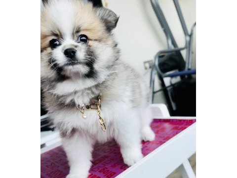 3 aylık erkek boo pomeranian