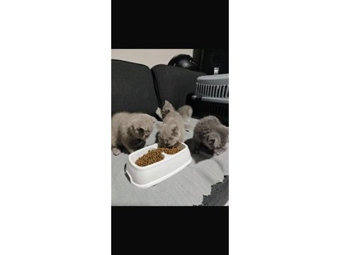British shorthair yavrularımız