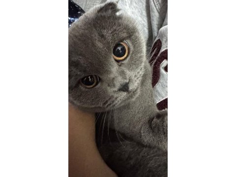 2 yaşında dişi scottish fold