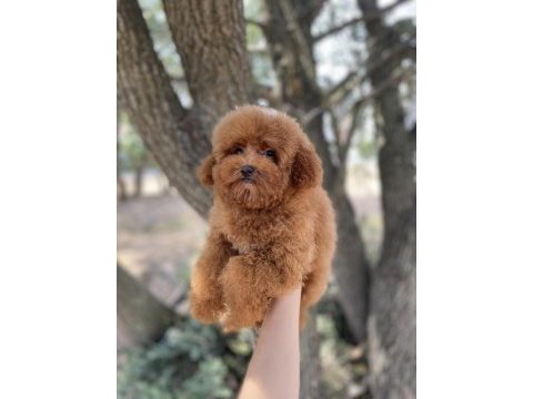 Red brown toy poodle