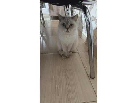 Blue point british 2 dişi kızanda sahiplendirilecek