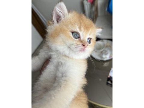 By12 golden british shorthair dişi ped