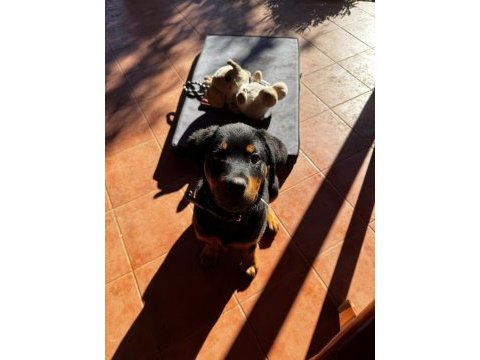 13 aylık dişi rottweiler