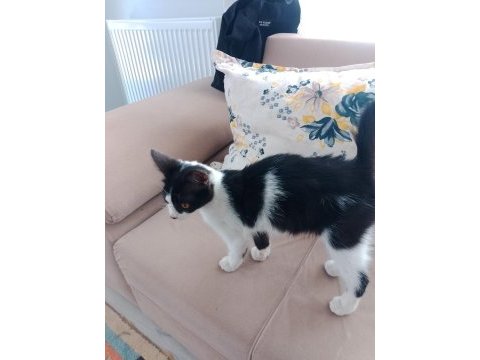 Sahiplendirme kedimiz sokakta bulduk