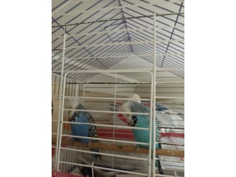 Show jumbo muhabbet kuşu
