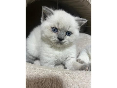 British shorthair erkek yavrular