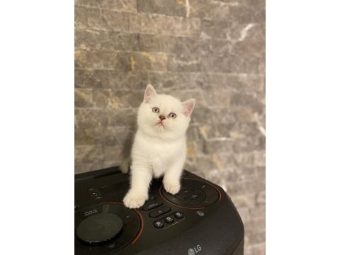 Brıtısh shorthair mavi gözlü yavrularım 