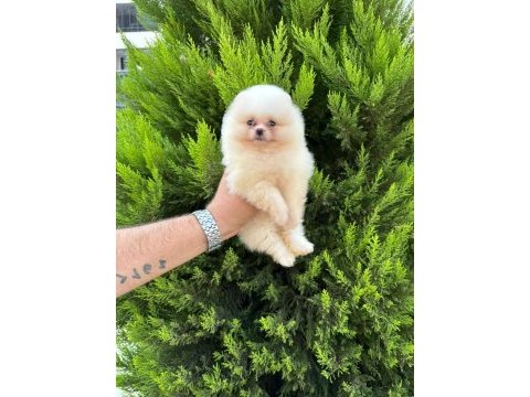 Sıfır burun sıfır kulak orjinal pomeranian isteyenlere