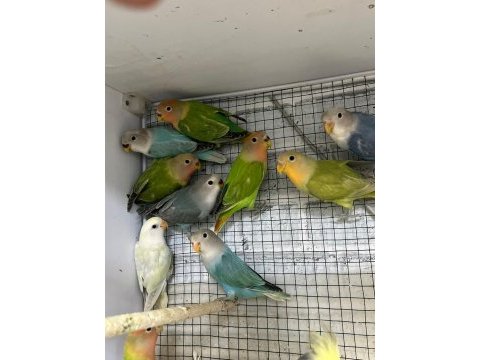 Ele alıştırmalık bebek sevda papağanları