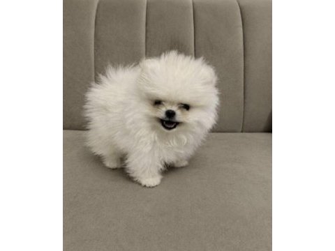 Pomeranian boo full aşılı