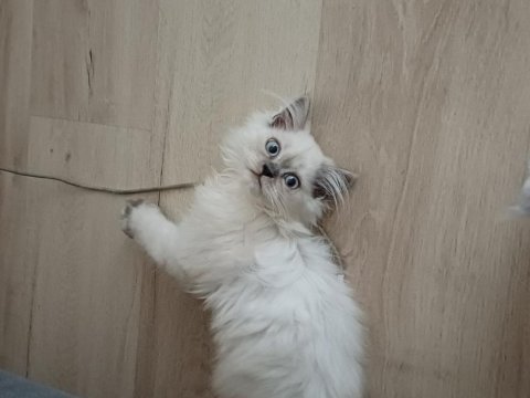 Dişi british longhair