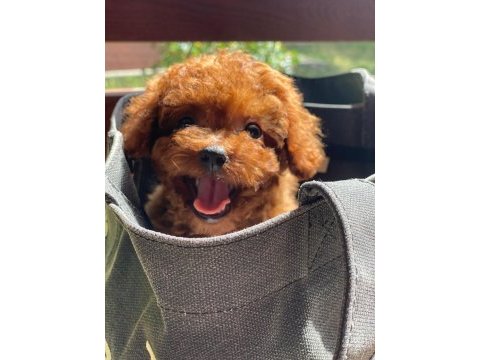 Kuyruksuz kore toy poodle yavrumuz