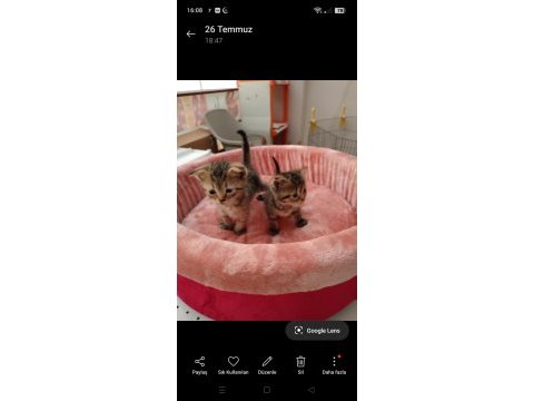 Yavru scottish fold yavrularımız yeni sahibini bekliyor