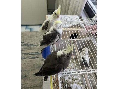 Anne baba ve 2 yavrusu ile beraber sultan papağanı