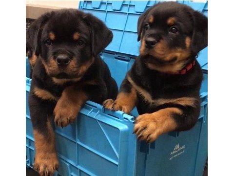 Dolandırılmaya son heryerden elden teslim rottweiler