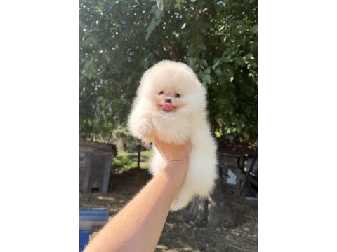 Zırve dişi pomeranian boo en iyisini isteyenlere