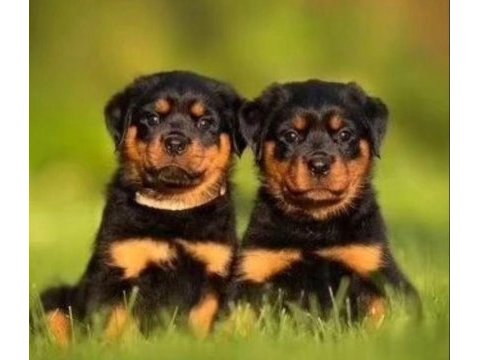 A şecereli anne babanın kaliteli rottweiler bebekleri