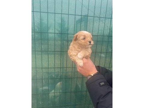 Maltipo  yavruları renk renk
