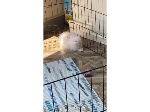 3 aylık evcil teddy lop tavşan