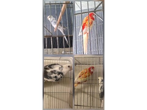Elegans rozella takım