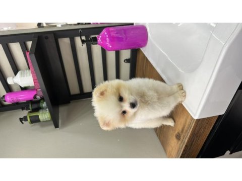 Sakarya pomeranian 5 aylık (erkek)