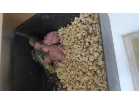 Yavrulu yumurtalı muhabbet kuşlar