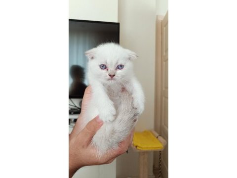 Scottish fold erkek