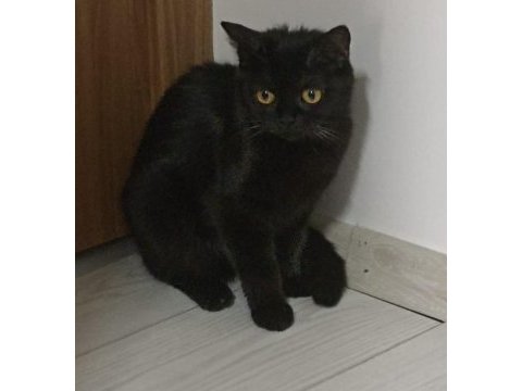 Siyah british kedimi sahiplendiriyorum