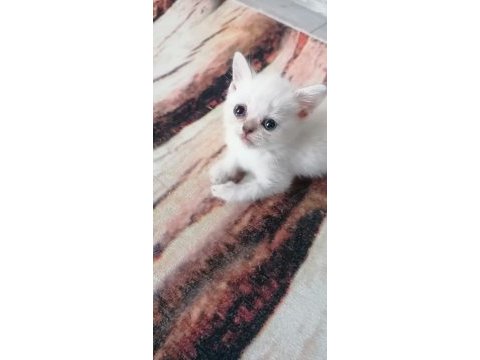 Son yavrularım aciliyetten dolayı sahiplendirilecekler