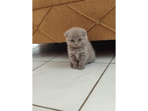 1 aylık scottish fold yavrular sahiplendirmek istiyorum