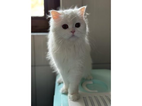 British longhair güzeller güzeli kızımız