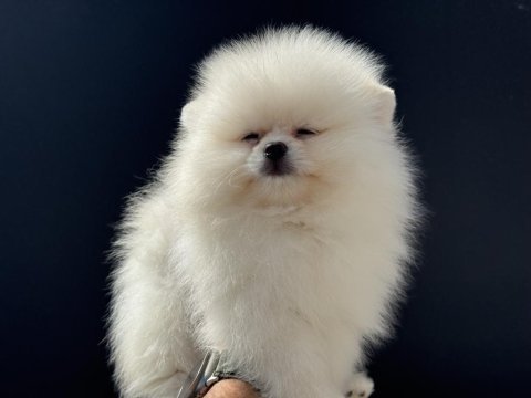 Petmode köpek çiftliğinde ziyarete açık  pomeranian